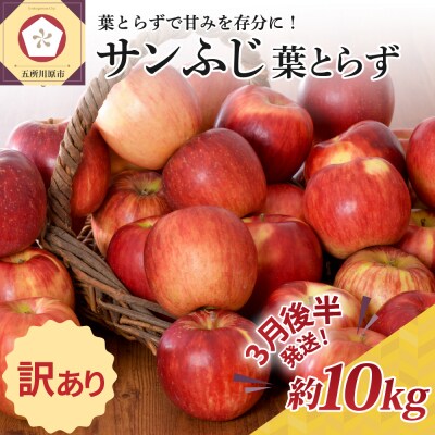 【2024年3月後半発送】【訳あり】りんご約10kgサンふじ葉とらず青森
