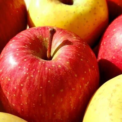 【2026年2月前半発送】【訳あり】りんご 約10kg サンふじ確約 青森産 品種おまかせ2種以上