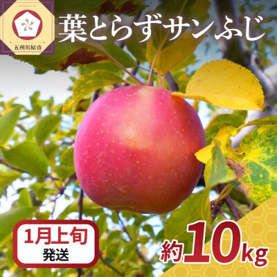 【2024年1月上旬発送】りんご10kgサンふじ葉とらず青森