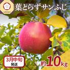 【2026年3月中旬発送】 りんご 10kg サンふじ 葉とらず 青森