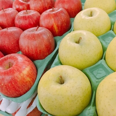 【2025年12月下旬発送】 りんご 5kg サンふじ 王林 他 紅白 詰め合わせ 青森