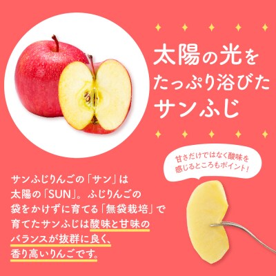 【2026年3月上旬発送】【訳あり】りんご約10kgサンふじ青森産