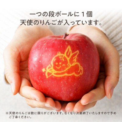 【2026年12月上旬発送】りんご5kg青森産春秋園の最高級「特選」大玉完熟サンふじ