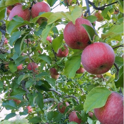 【2026年4月中旬発送】春のサンふじ りんご 約5kg 【特選】 スマートフレッシュ™貯蔵 贈答用