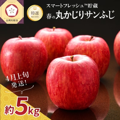 【2026年4月上旬発送】特選りんご5kg 春の丸かじりサンふじ スマートフレッシュ™又はCA貯蔵