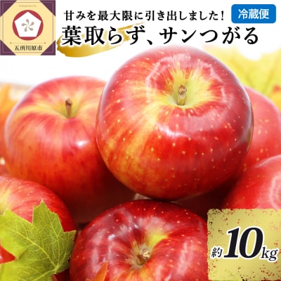 【9月発送】 りんご 10kg 葉とらず サンつがる 青森県産 【2026年 リンゴ  フルーツ】