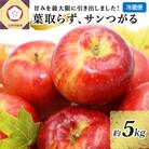 9月 りんご 5kg 葉とらず サンつがる 青森 【2025年 リンゴ 林檎 果物 クール便】