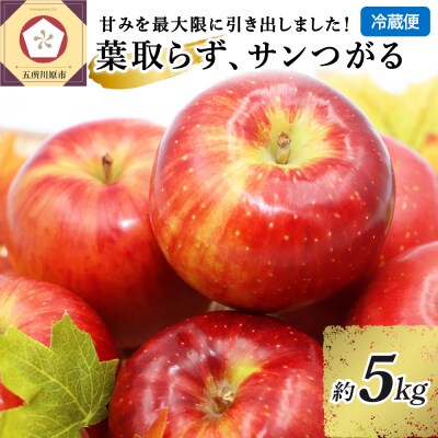 【9月発送】 りんご 5kg 葉とらず サンつがる 青森県産 【2026年 リンゴ 林檎 フルーツ】