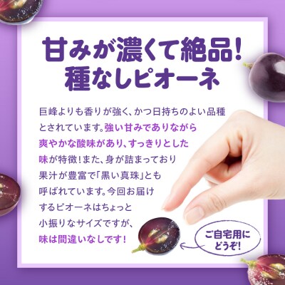 【2026年10月上旬発送】 【訳あり】ぶどう ピオーネ 種なし 1.2kg程度 (小振り・2房)