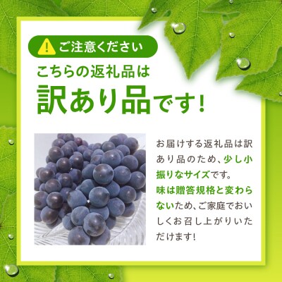 【2026年10月上旬発送】 【訳あり】ぶどう ピオーネ 種なし 1.2kg程度 (小振り・2房)