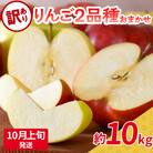 【2025年10月上旬発送】 【訳あり】 旬の美味しい りんご 約10kg 青森産 【おまかせ2品種