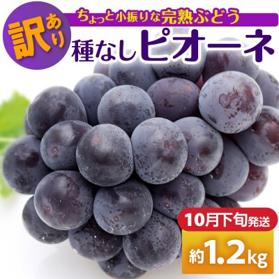 【2026年10月下旬発送】 【訳あり】ぶどう ピオーネ 種なし 1.2kg程度 (小振り・2房)