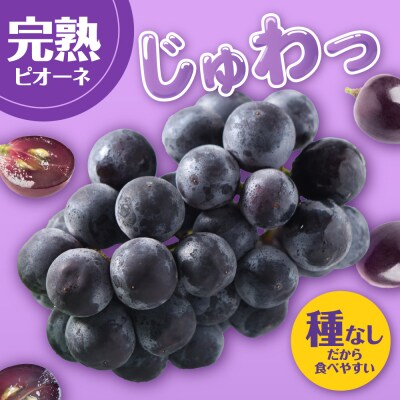 【2026年10月下旬発送】 【訳あり】ぶどう ピオーネ 種なし 1.2kg程度 (小振り・2房)
