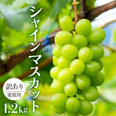 【2026年11月中旬発送】 【訳あり】 シャインマスカット 1.2kg 家庭用 青森
