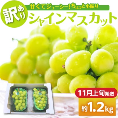 【2025年11月上旬発送】 【訳あり】 シャインマスカット 1.2kg 家庭用 青森