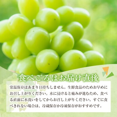【2026年11月上旬発送】 【訳あり】 シャインマスカット 1.2kg 家庭用 青森