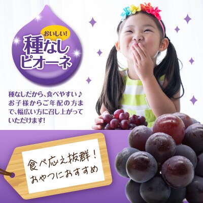 【2026年10月中旬発送】 【訳あり】ぶどう ピオーネ 種なし 1.2kg程度 (小振り・2房)