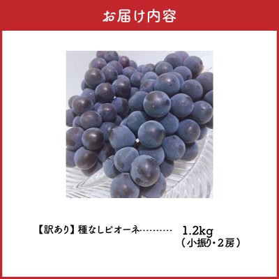 【2026年10月中旬発送】 【訳あり】ぶどう ピオーネ 種なし 1.2kg程度 (小振り・2房)