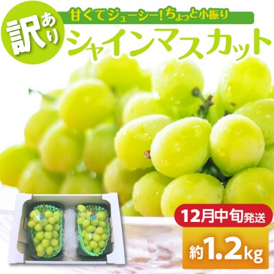 【2026年12月中旬発送】 【訳あり】 シャインマスカット 1.2kg 家庭用 青森