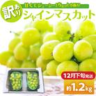【2025年12月下旬発送】 【訳あり】 シャインマスカット 1.2kg 家庭用 青森