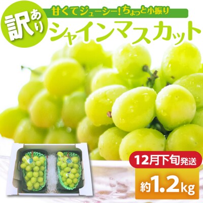 【2025年12月下旬発送】 【訳あり】 シャインマスカット 1.2kg 家庭用 青森