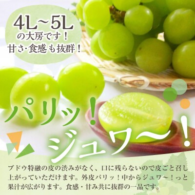 【2026年11月上旬発送】 シャインマスカット 大房 800g 青森産