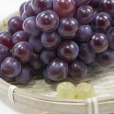 【2025年11月中旬発送】青森 ぶどう 贈答用 スチューベン 約2kg 化粧箱入