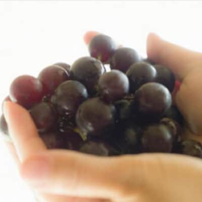 【2025年11月中旬発送】青森 ぶどう 贈答用 スチューベン 約2kg 化粧箱入