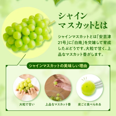 【2025年12月上旬発送】青森産シャインマスカット「家庭用カップ入り」約1.2kg(200g×6)