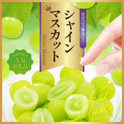 【2026年12月上旬発送】青森産シャインマスカット「家庭用カップ入り」約1.2kg(200g×6)