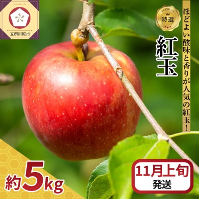 【2026年11月上旬発送】 【特選】りんご 5kg 紅玉 青森