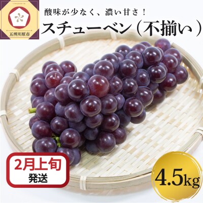 【2024年2月上旬発送】ぶどうスチューベン4.5kg大きさ不揃い家庭用青森