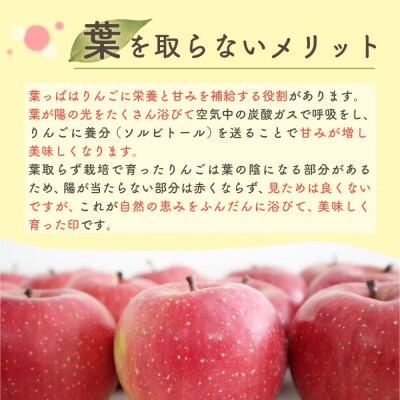 【2027年2月中旬発送】 りんご 15kg 詰め合わせ 計2種(葉とらず サンふじ と 他1種)