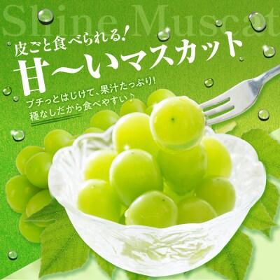 【2026年11月上旬発送】青森産シャインマスカット1房(3～4L・600～700g程度)大粒