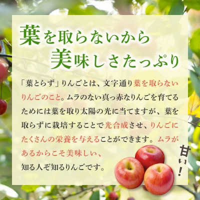 【2025年11月後半発送】【訳あり】 りんご 約10kg サンふじ 葉とらず 青森