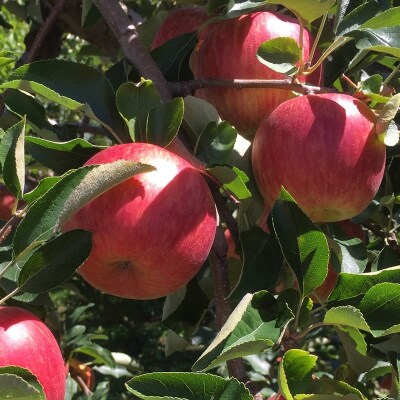 【2025年10月発送】 【訳あり】 りんご 早生 ふじ 約 10kg 青森 産