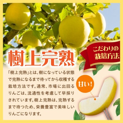 【2026年10月発送】【訳あり】 りんご 約5kg トキ〈樹上完熟〉 青森産