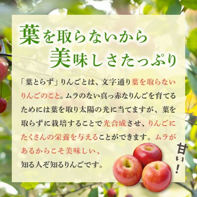 【2026年3月後半発送】【訳あり】青森県産 葉とらず サンふじ りんご 約5kg
