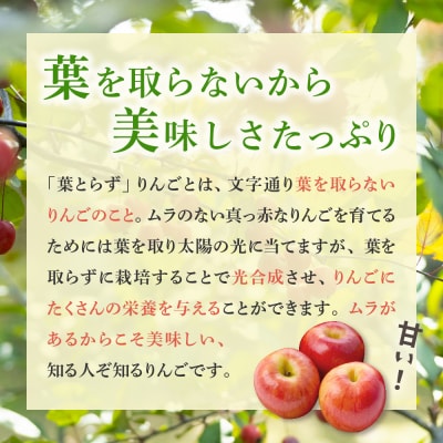 【2025年11月後半発送】【訳あり】青森県産 葉とらず サンふじ りんご 約5kg