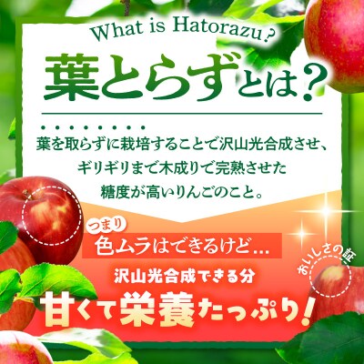 【2027年3月前半発送】【訳あり】青森県産 葉とらず サンふじ りんご 約5kg