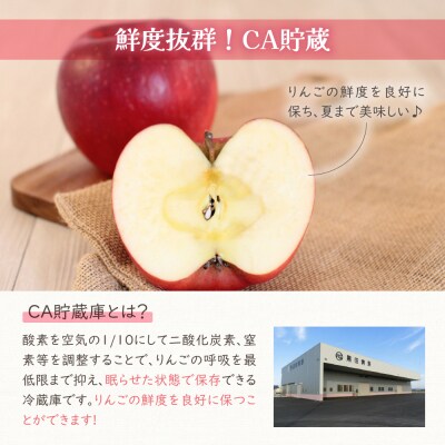 【5月後半発送】りんご ふじ 贈答用 約3kg【有袋栽培 CA貯蔵 クール便 果物 林檎 リンゴ】