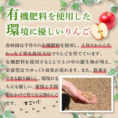 【2025年9月上旬発送】 りんご(サンつがる)約5kg 高級品 春秋園 青森 贈答用
