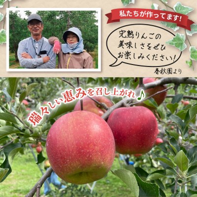 【2025年9月上旬発送】 りんご(サンつがる)約5kg 高級品 春秋園 青森 贈答用