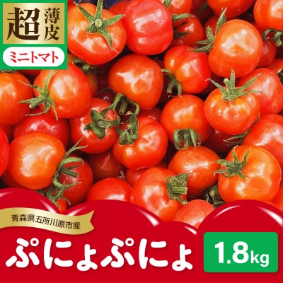 【2025年 先行受付】超薄皮 ミニトマト 約1.8kg 「ぷにょぷにょ」 産地直送 青森 五所川原