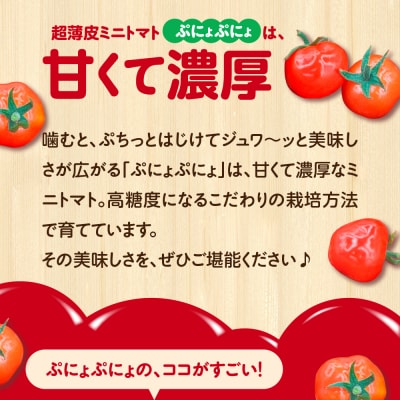【2025年 先行受付】超薄皮 ミニトマト 約1.8kg 「ぷにょぷにょ」 産地直送 青森 五所川原