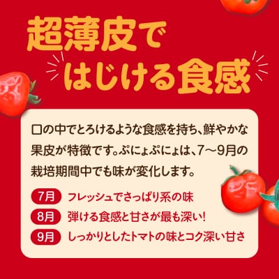 【2025年 先行受付】超薄皮 ミニトマト 約1.8kg 「ぷにょぷにょ」 産地直送 青森 五所川原