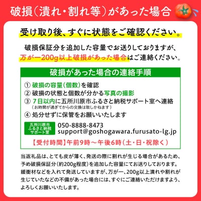 【2026年 先行受付】超薄皮 ミニトマト 約1.7kg 「ぷにょぷにょ」 産地直送 青森 五所川原
