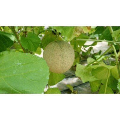 先行受付【2026年8月前半発送】【秀～優品】津軽平野のメロン 約7.5kg程度(青肉) 