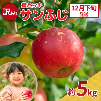 【2026年12月下旬発送】 訳あり りんご サンふじ 約5kg 青森 果物