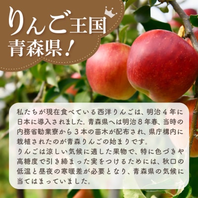 【2027年1月中旬発送】【訳あり】おまかせりんご3kg程度 青森【おまかせ1品種】
